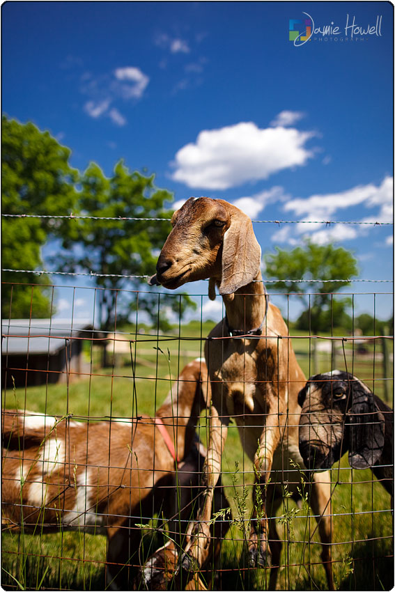 Blackstock Winery wedding