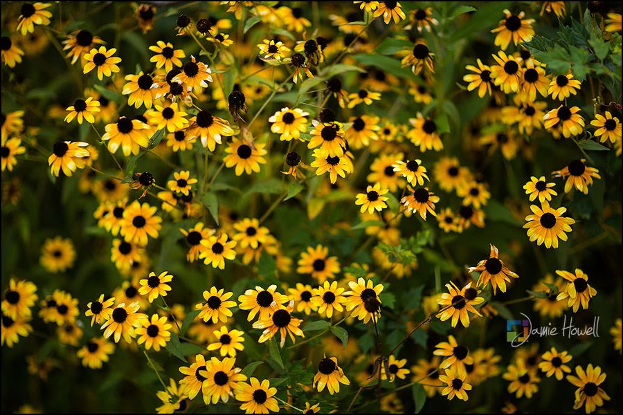 Newnan Something Special Wedding