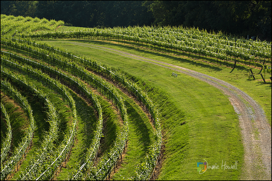 Montaluce Winery Wedding (2)