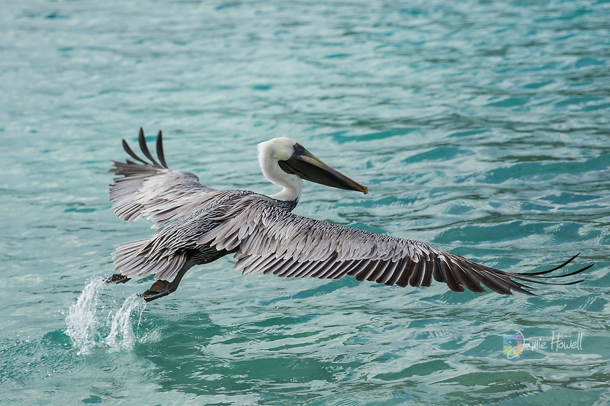 St. John Destination Wedding (23)